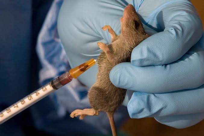 Lassa Fever cases decline in Nigeria, fatality rate remains high – NCDC Lassa Fever cases decline in Nigeria, fatality rate remains high – NCDC
